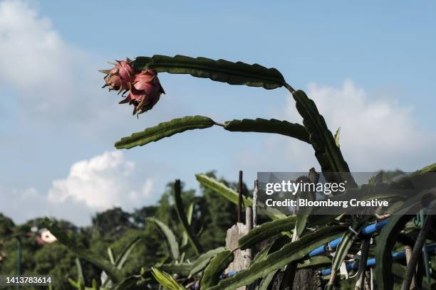 ripe dragon fruit growing on a farm - dragon fruit tree stock pictures, royalty-free photos & images