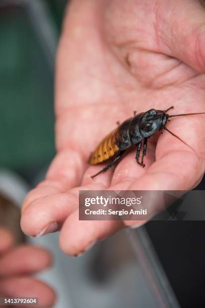 madagascar hissing cockroach on hand - blatta orientalis stock pictures, royalty-free photos & images