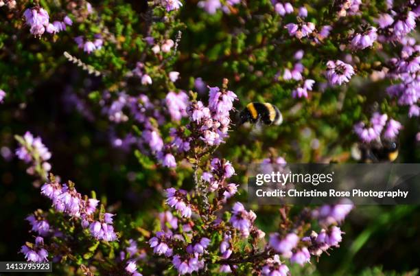 Heather Treebees 9,653 Heather Green Stock Photos, High-Res Pictures, and Images - Getty ...
