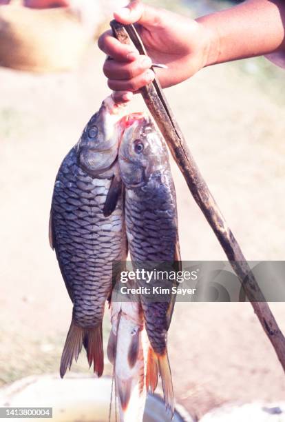 fish for sale, madagascar, 1996 - 1996 stock pictures, royalty-free photos & images