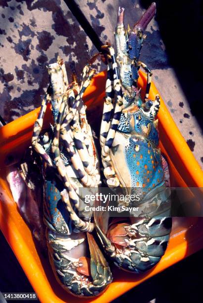 lobsters in abucket, madagascar, 1996 - 1996 stock pictures, royalty-free photos & images