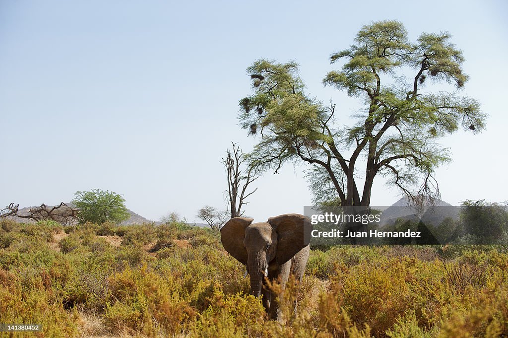 African Elephant