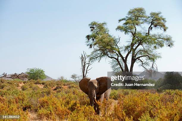 african elephant - samburu imagens e fotografias de stock