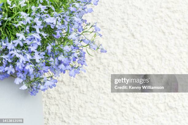 summer - lobelia stock pictures, royalty-free photos & images