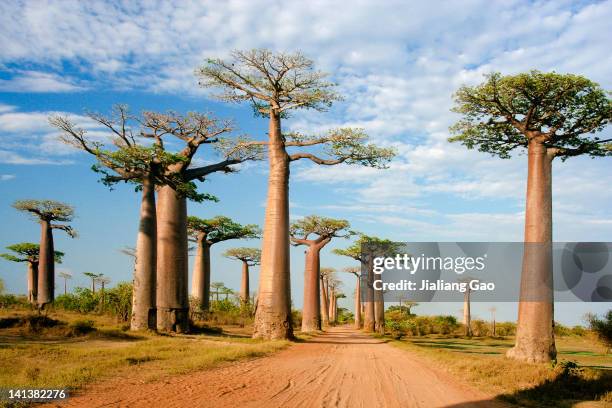 baobab alley, morondava madagasca - baobab stock pictures, royalty-free photos & images