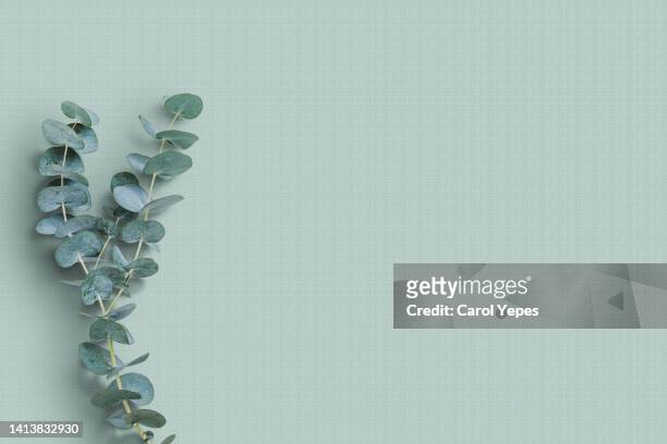 marble background, eucalyptus branches - eucalyptus leaves stock-fotos und bilder