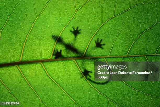 full frame shot of green leaf,cairns,queensland,australia - energieumwandlung stock-fotos und bilder