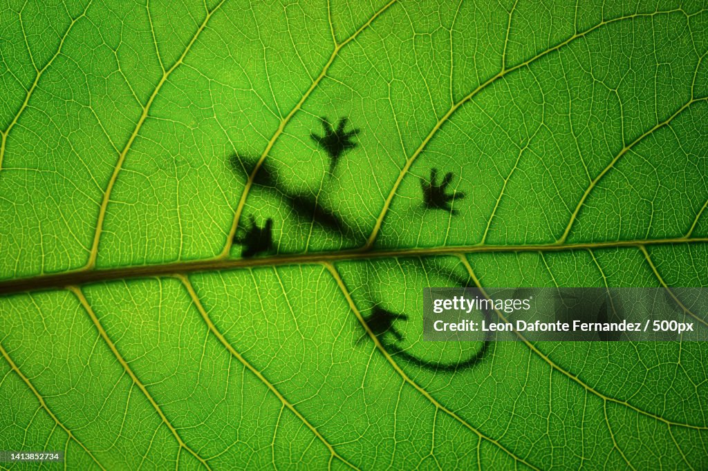 Full frame shot of green leaf,Cairns,Queensland,Australia