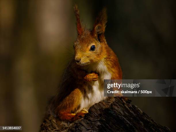 close-up of american red squirrel on tree trunk,gothenburg,sweden - vår stock pictures, royalty-free photos & images