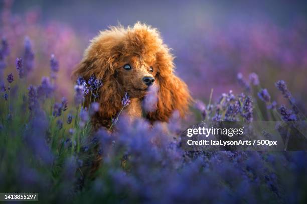 close-up of poodle amidst plants,poland - brown poodle stockfoto's en -beelden