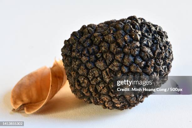 tuber aestivum truffe dt summer truffle sommer- trffel - tuber stock pictures, royalty-free photos & images