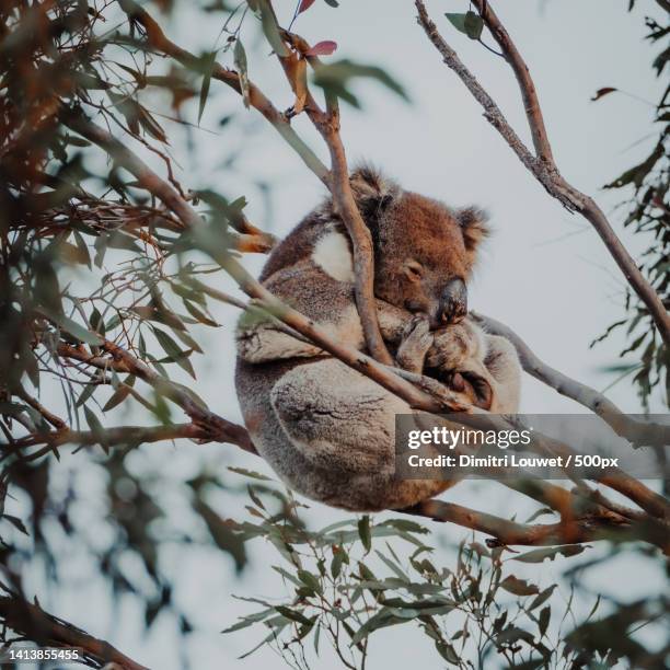 low angle view of squirrel on tree,kangaroo island,south australia,australia - kangaroo island imagens e fotografias de stock