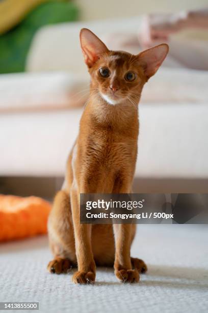 portrait of cat sitting on floor - abyssinian cat stock-fotos und bilder