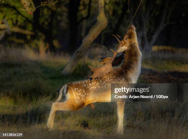 side view of axis deer standing on field - spotted deer stock pictures, royalty-free photos & images