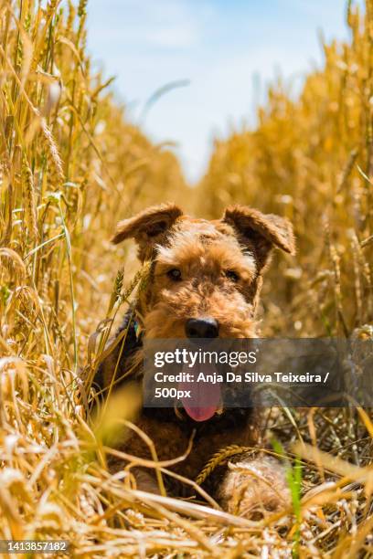 portrait of terrier on field - airedale terrier imagens e fotografias de stock