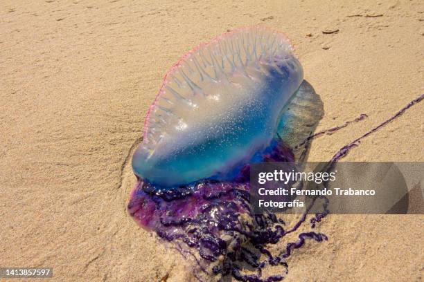 jellyfish on beach - bluebottle stock pictures, royalty-free photos & images