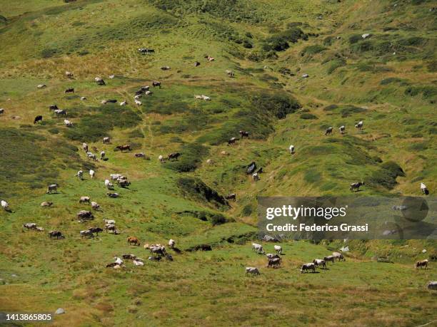 cows grazing at gana negra near lukmanier pass (passo del lucomagno) - wild cattle stock-fotos und bilder