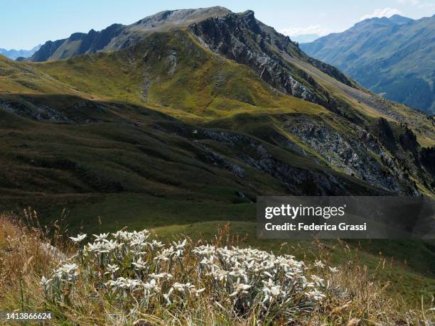 edelweiss (leontopodium nivale) flowering at lukmanier pass (passo del lucomagno) with mt. pizzo cadreigh in the background - edelweiss flower stock pictures, royalty-free photos & images