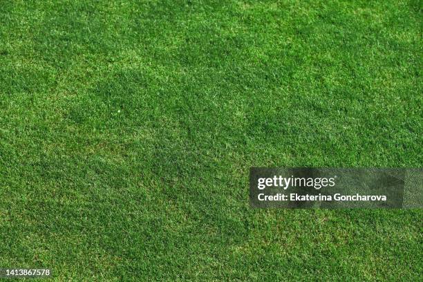 green lawn. natural green background. - rugbyplatz stock-fotos und bilder