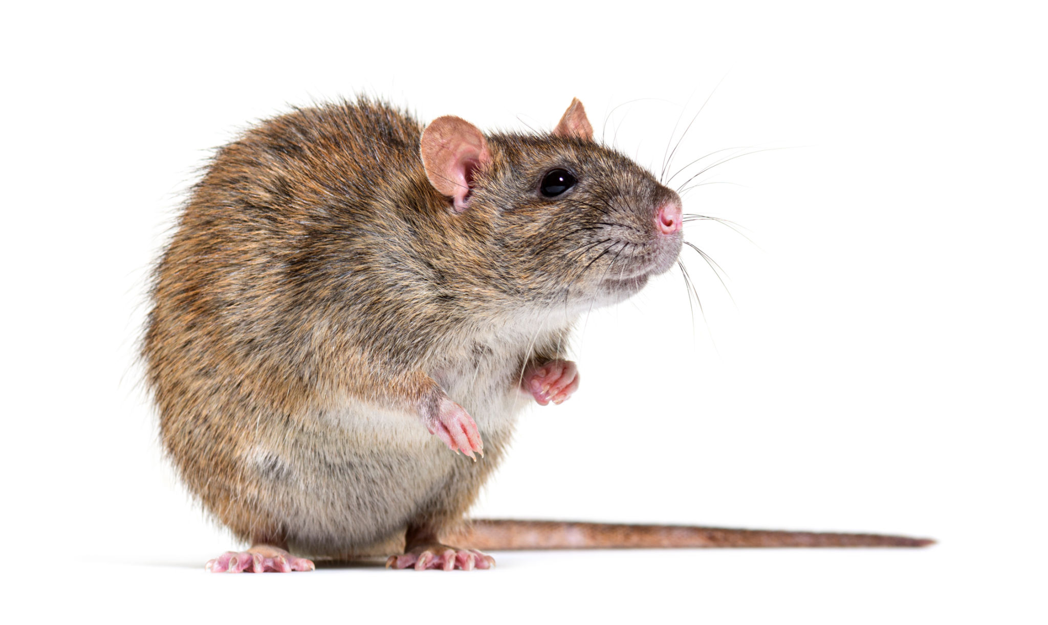 rat problem home