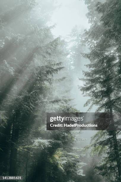 Red Forest Pattern Redwood Pattern Photos and Premium High Res Pictures - Getty Images