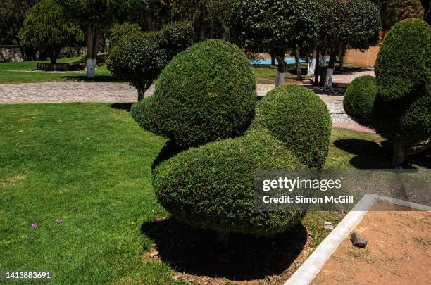 duck-shaped tree topiary, parque la pila, tequisquiapan, queretaro, mexico - topiary stock pictures, royalty-free photos & images