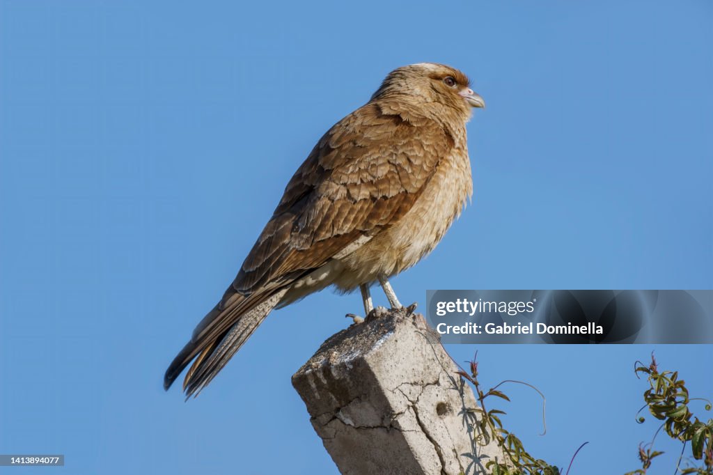 Bird of the species chimango, Phalcoboenus chimango, tiuque, , triuque or caracara chimango