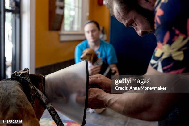 Brutus, a beagle rescued from Envigo breeding and research facility, sniffs his new adopted owner at the Homeward Trails Animal Rescue on August 09,...