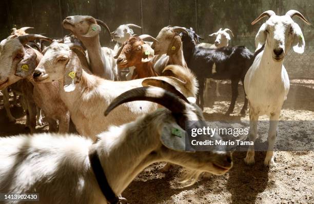 Herd of goats stand in their pen before grazing on drought-stressed land as part of city wildfire prevention efforts on August 9, 2022 in Anaheim,...