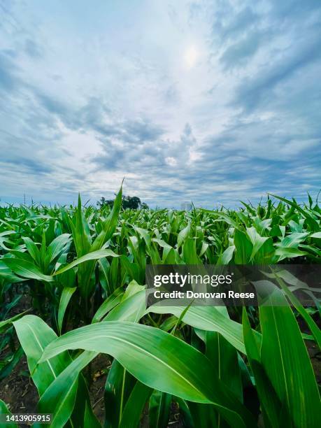 Iowa Cornfields 443 Iowa Cornfield Stock Photos, High-Res Pictures, and Images - Getty ...