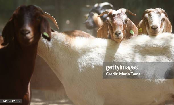 Herd of goats stand in their pen before grazing on drought-stressed land as part of city wildfire prevention efforts on August 9, 2022 in Anaheim,...