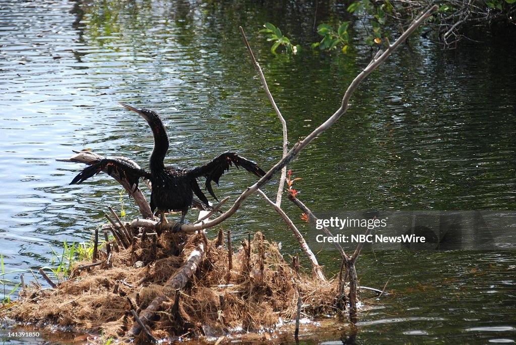 NBC News -- Everglades National Park