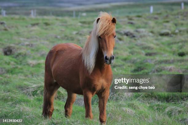 icelandic horse series - icelandic horse stock pictures, royalty-free photos & images