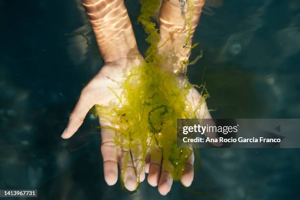 hands holding seaweed underwater - alga marina fotografías e imágenes de stock