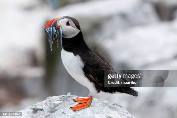 puffin with fish (fratercula arctica) - atlantic puffin stock pictures, royalty-free photos & images