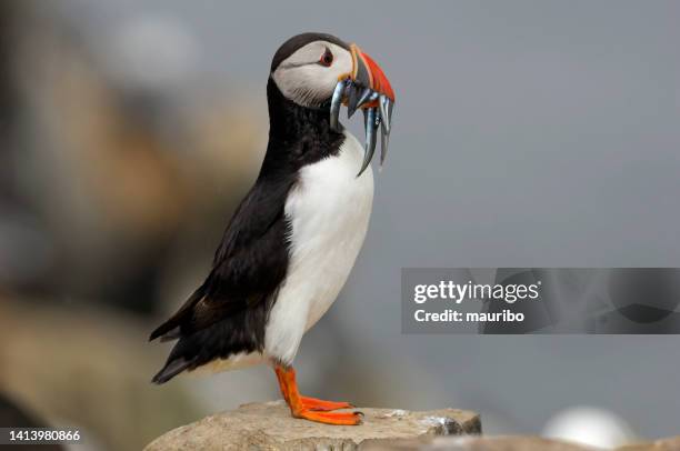 puffin with fish (fratercula arctica) - atlantic puffin stock pictures, royalty-free photos & images