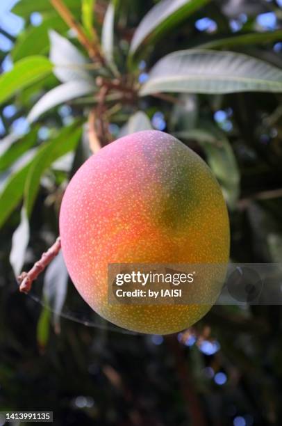 organic mango fruit hanging on the mango tree, in the garden of mathilde zal - mango tree ストックフォトと画像