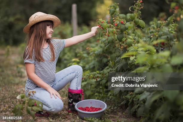 teenage girl harvesting raspberries - framboeseiro imagens e fotografias de stock