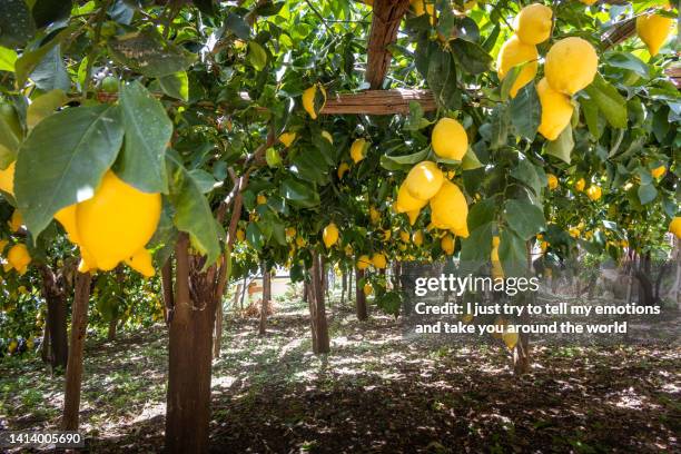 trekking in the amalfi coast, salerno, campania region - italy - lemon tree stockfoto's en -beelden