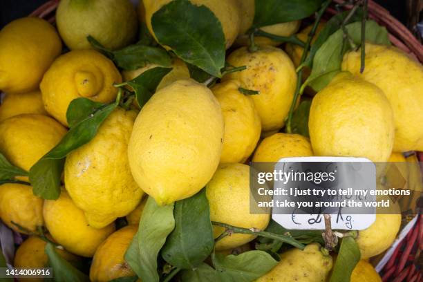 trekking in the amalfi coast, salerno, campania region - italy - lemon tree stockfoto's en -beelden