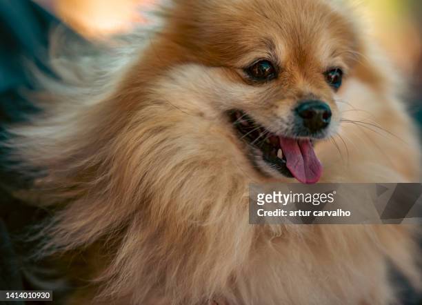 pomeranian dog - pomeranian stock pictures, royalty-free photos & images