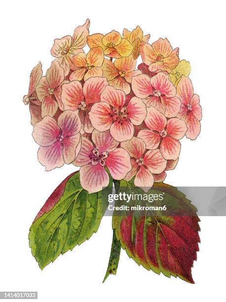 old chromolithograph illustration of botany, bigleaf hydrangea, french hydrangea, lacecap hydrangea, mophead hydrangea, penny mac or hortensia (hydrangea macrophylla, hydrangea opulodes) - hydrangea lacecap stock pictures, royalty-free photos & images