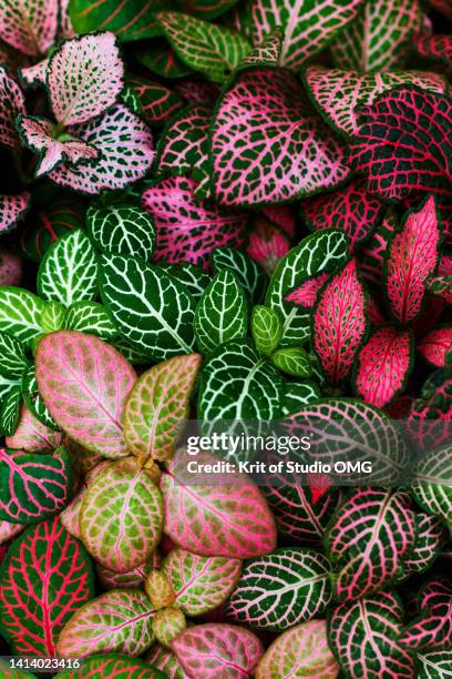 beautiful background of the colorful leaves in the botanical garden - farbsättigung stock-fotos und bilder