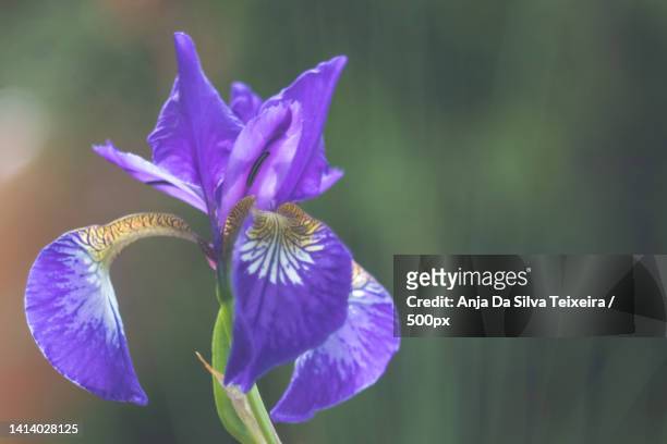 close-up of purple iris flower - iris da silva stock pictures, royalty-free photos & images