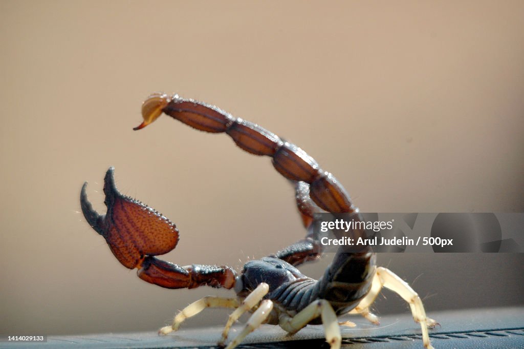 Close-up of crab on table