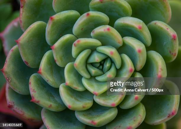 full frame shot of succulent plant - echeveria stock pictures, royalty-free photos & images