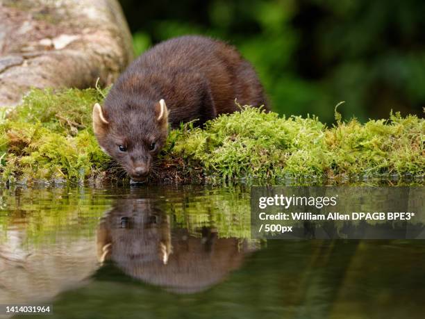 close-up of squirrel by lake,laois,ireland - american mink fotografías e imágenes de stock