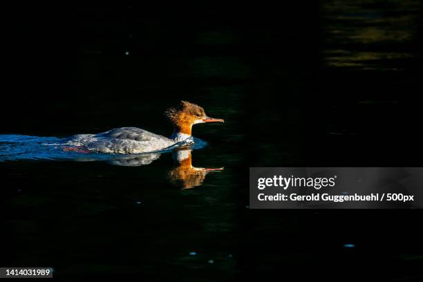 high angle view of duck swimming in lake,dietikon,switzerland - gerold guggenbuehl stock pictures, royalty-free photos & images