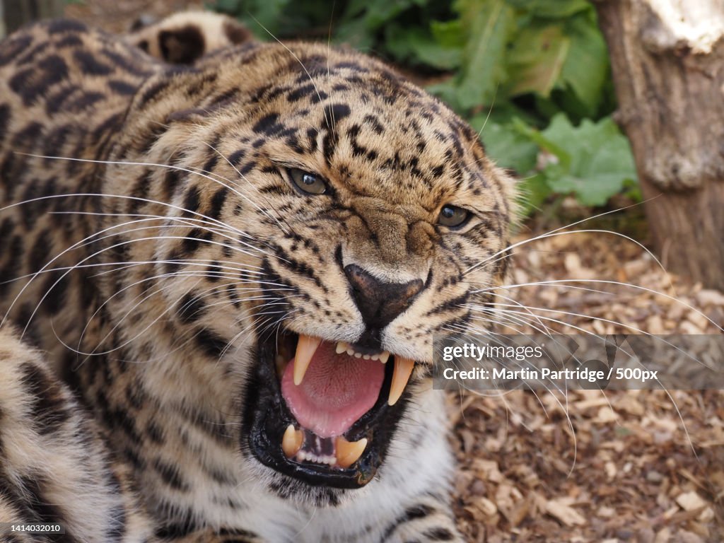 Close-up of leopard yawning