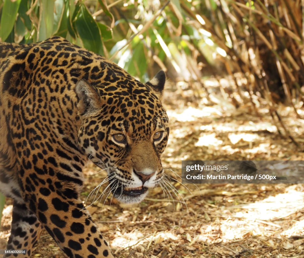 Close-up of leopard on field